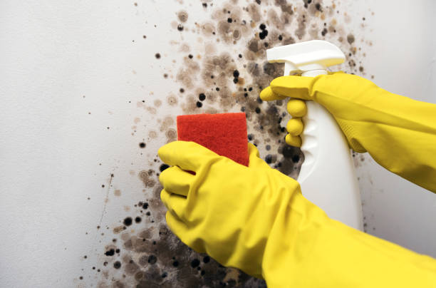 Best Post-Flood Mold Remediation in Buffalo, SC